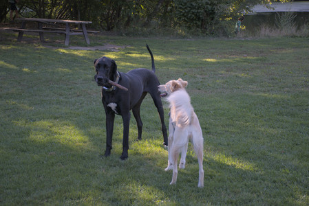 20250826_Thisbe and Dog park__DSC0337_.jpg