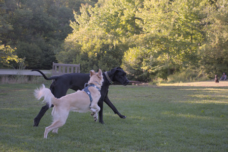 20250826_Thisbe and Dog park__DSC0338_.jpg