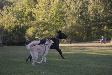 20250826_Thisbe and Dog park__DSC0339_.jpg