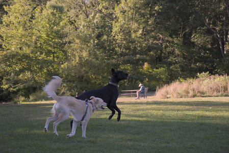 20250826_Thisbe and Dog park__DSC0340_.jpg