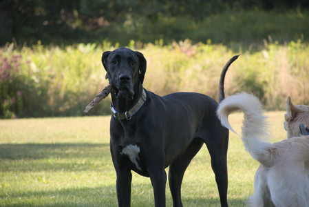 20250826_Thisbe and Dog park__DSC0342_.jpg