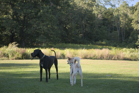 20250826_Thisbe and Dog park__DSC0343_.jpg