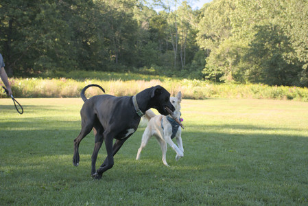 20250826_Thisbe and Dog park__DSC0346_.jpg