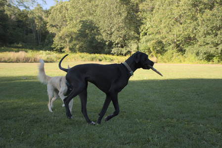 20250826_Thisbe and Dog park__DSC0347_.jpg