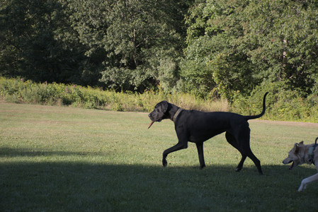 20250826_Thisbe and Dog park__DSC0348_.jpg