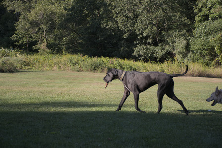 20250826_Thisbe and Dog park__DSC0349_.jpg