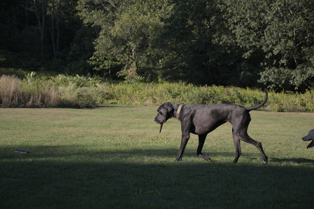 20250826_Thisbe and Dog park__DSC0350_.jpg