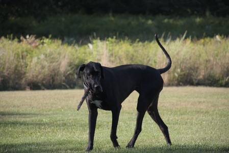 20250826_Thisbe and Dog park__DSC0353_.jpg