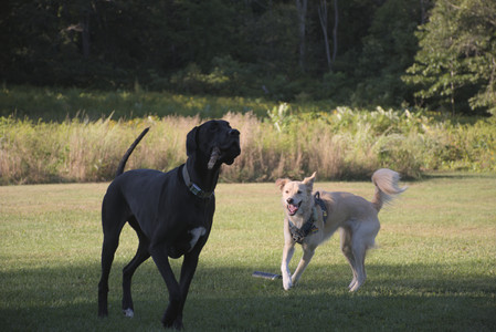20250826_Thisbe and Dog park__DSC0356_.jpg