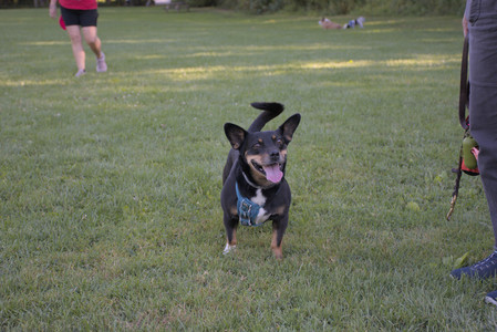 20250826_Thisbe and Dog park__DSC0361_.jpg