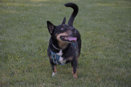 20250826_Thisbe and Dog park__DSC0364_.jpg