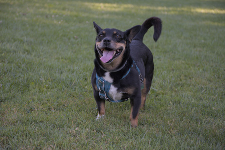 20250826_Thisbe and Dog park__DSC0365_.jpg