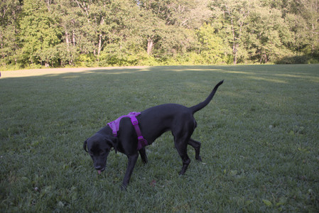 20250826_Thisbe and Dog park__DSC0370_.jpg