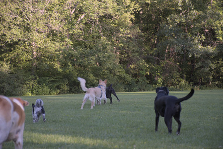 20250826_Thisbe and Dog park__DSC0372_.jpg