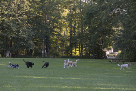 20250826_Thisbe and Dog park__DSC0374_.jpg