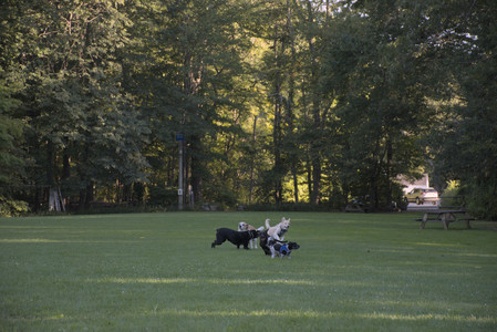 20250826_Thisbe and Dog park__DSC0375_.jpg