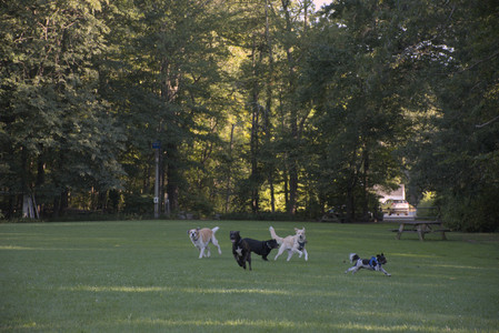 20250826_Thisbe and Dog park__DSC0376_.jpg