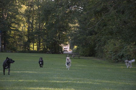 20250826_Thisbe and Dog park__DSC0377_.jpg