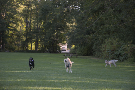 20250826_Thisbe and Dog park__DSC0378_.jpg