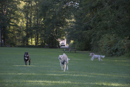 20250826_Thisbe and Dog park__DSC0379_.jpg