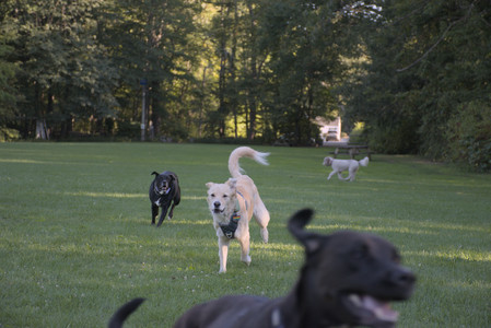 20250826_Thisbe and Dog park__DSC0381_.jpg