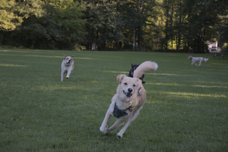 20250826_Thisbe and Dog park__DSC0382_.jpg