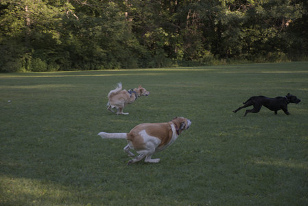 20250826_Thisbe and Dog park__DSC0383_.jpg