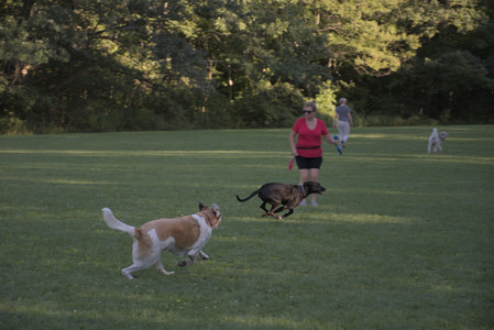20250826_Thisbe and Dog park__DSC0384_.jpg