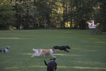 20250826_Thisbe and Dog park__DSC0385_.jpg
