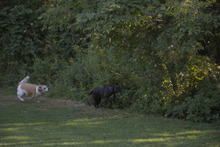 20250826_Thisbe and Dog park__DSC0386_.jpg