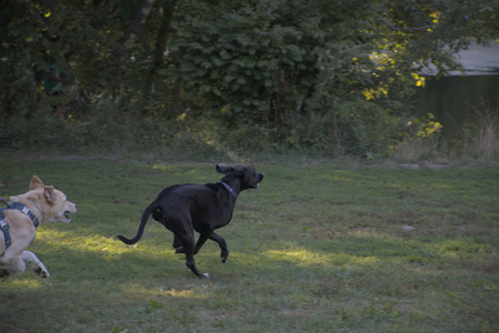 20250826_Thisbe and Dog park__DSC0387_.jpg