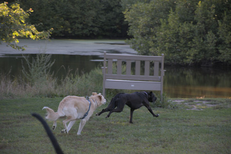 20250826_Thisbe and Dog park__DSC0388_.jpg