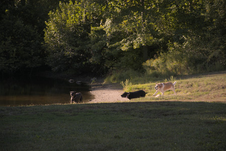 20250826_Thisbe and Dog park__DSC0389_.jpg