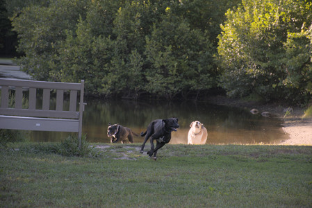20250826_Thisbe and Dog park__DSC0390_.jpg