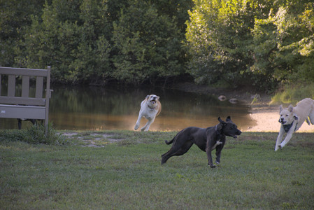 20250826_Thisbe and Dog park__DSC0391_.jpg