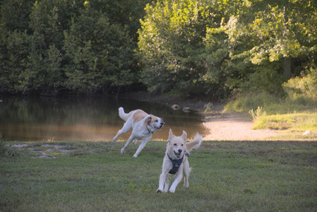 20250826_Thisbe and Dog park__DSC0392_.jpg