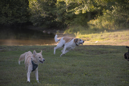 20250826_Thisbe and Dog park__DSC0393_.jpg