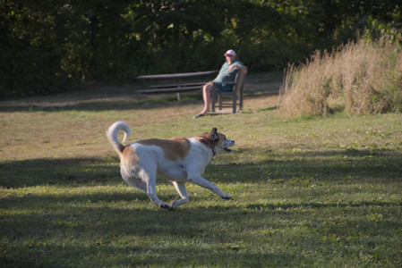 20250826_Thisbe and Dog park__DSC0394_.jpg