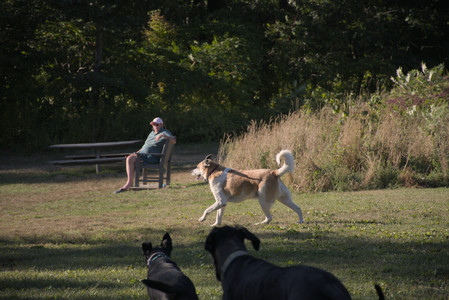 20250826_Thisbe and Dog park__DSC0395_.jpg
