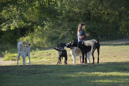 20250826_Thisbe and Dog park__DSC0397_.jpg