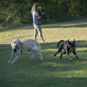 20250826_Thisbe and Dog park__DSC0400_.jpg