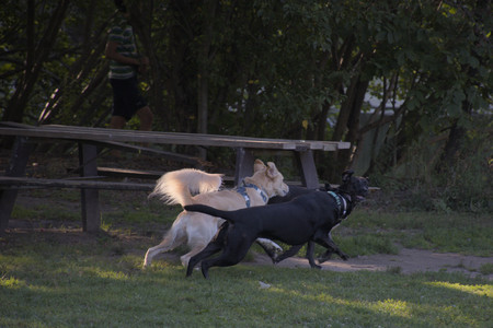 20250826_Thisbe and Dog park__DSC0404_.jpg