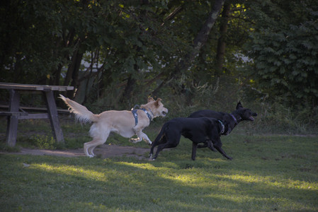 20250826_Thisbe and Dog park__DSC0405_.jpg