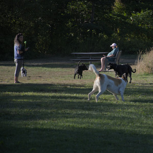 20250826_Thisbe and Dog park__DSC0408_.jpg