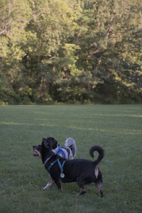 20250826_Thisbe and Dog park__DSC0418_.jpg
