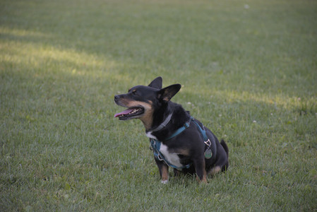 20250826_Thisbe and Dog park__DSC0433_.jpg