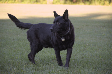 20250826_Thisbe and Dog park__DSC0439_.jpg