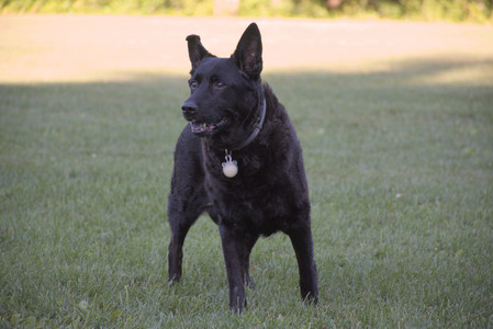 20250826_Thisbe and Dog park__DSC0440_.jpg