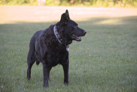 20250826_Thisbe and Dog park__DSC0444_.jpg