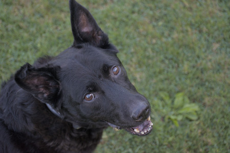 20250826_Thisbe and Dog park__DSC0451_.jpg